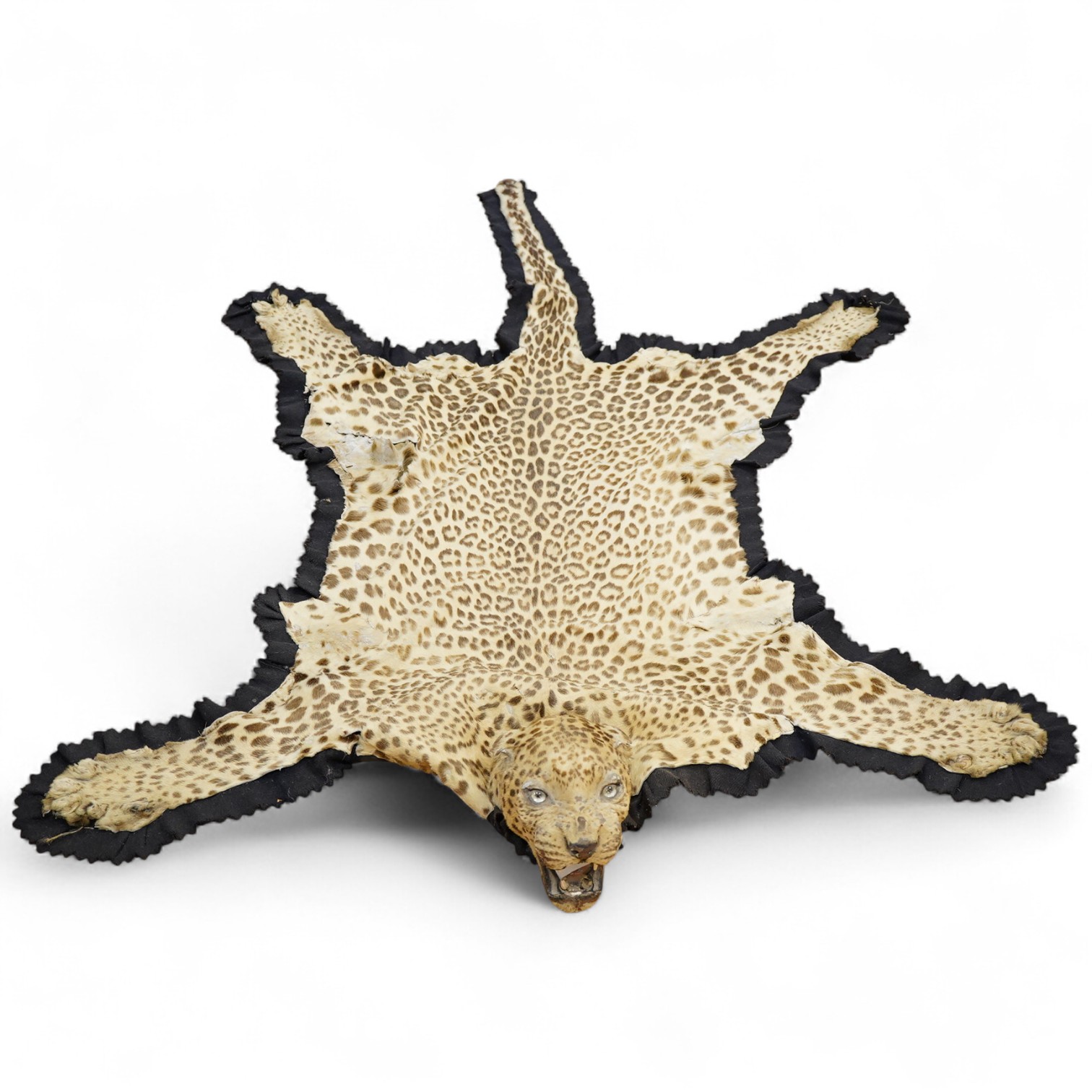 Van Ingham of Mysore. A leopard skin rug